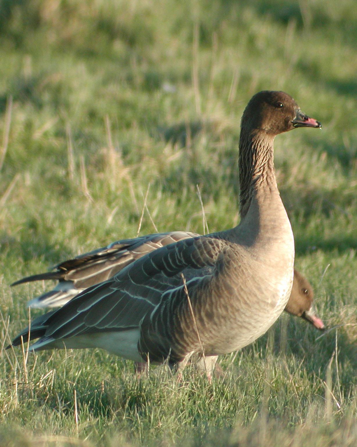 Pink-footed Goose Photo by Steve Percival