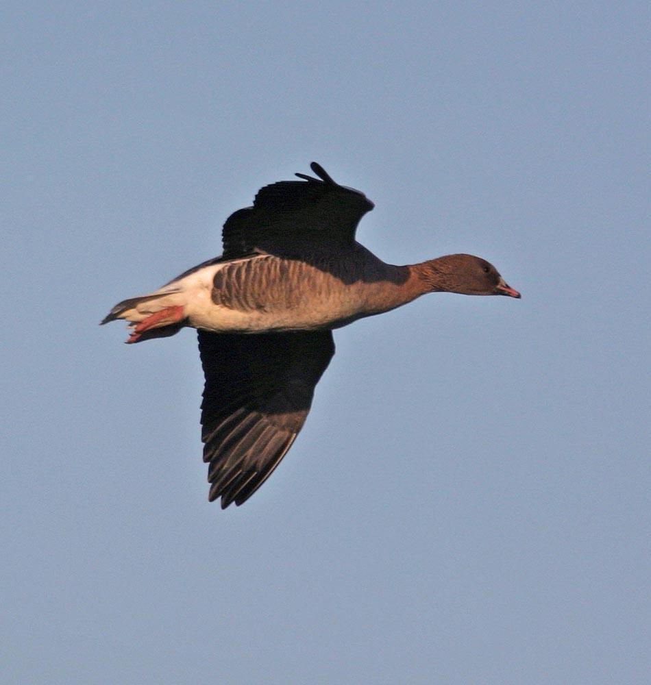 Pink-footed Goose Photo by Peter Boesman