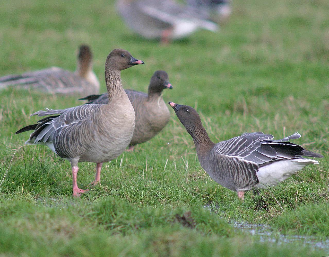Pink-footed Goose Photo by Peter Boesman