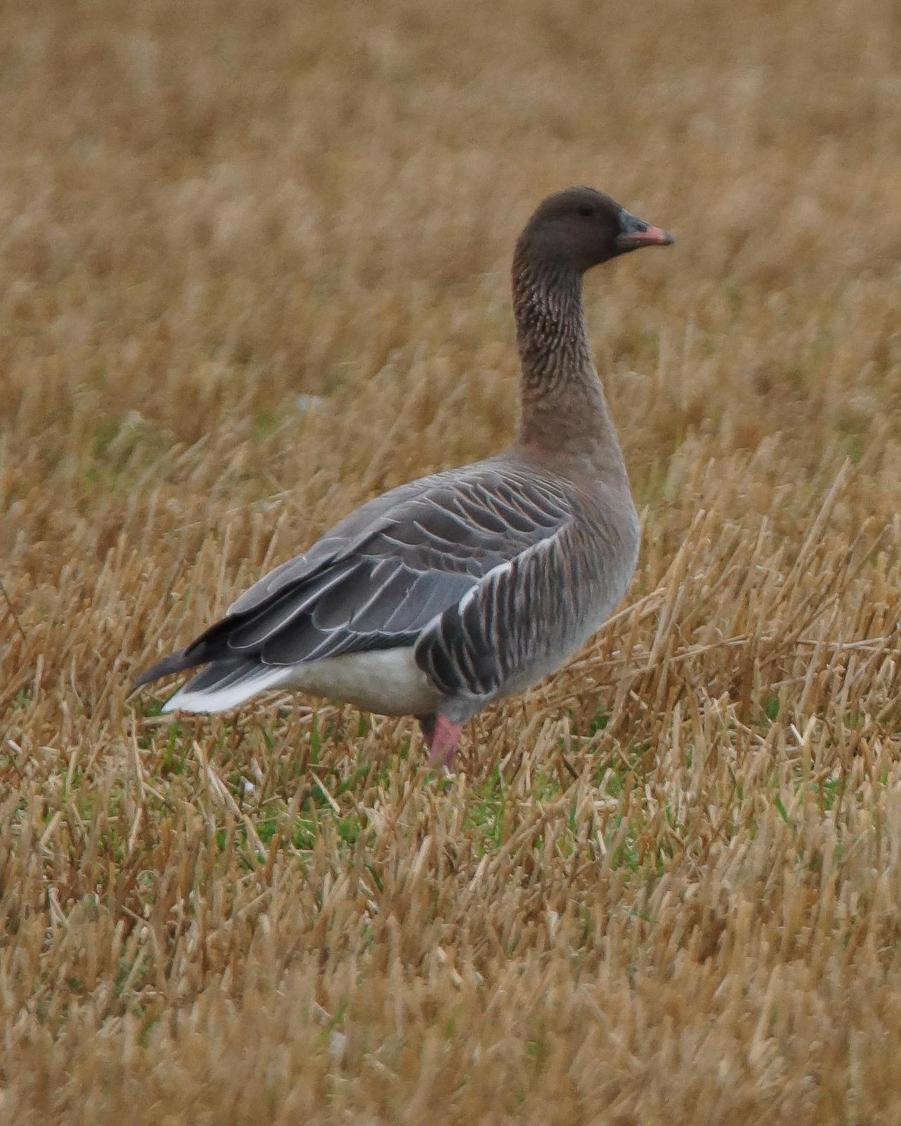 Pink-footed Goose Photo by Steve Percival