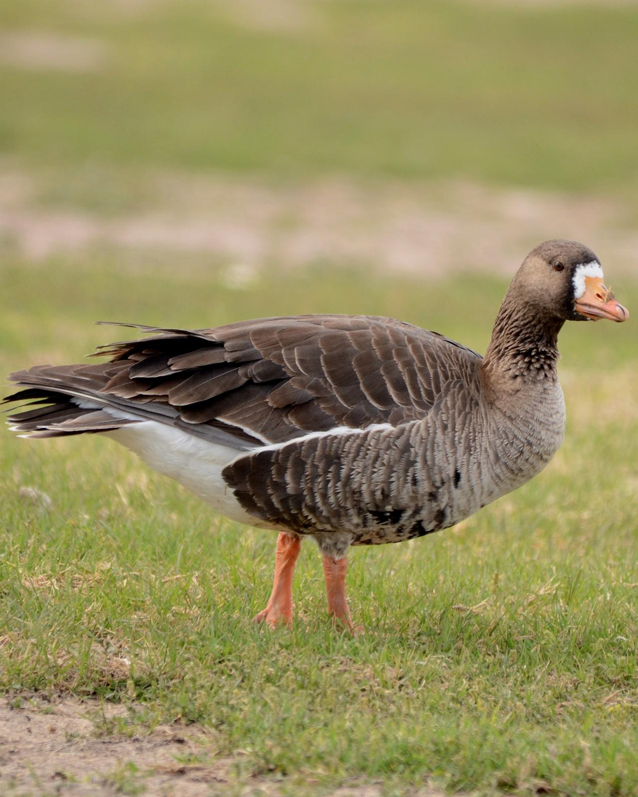 Greater White-fronted Goose Photo by Dan Belcher