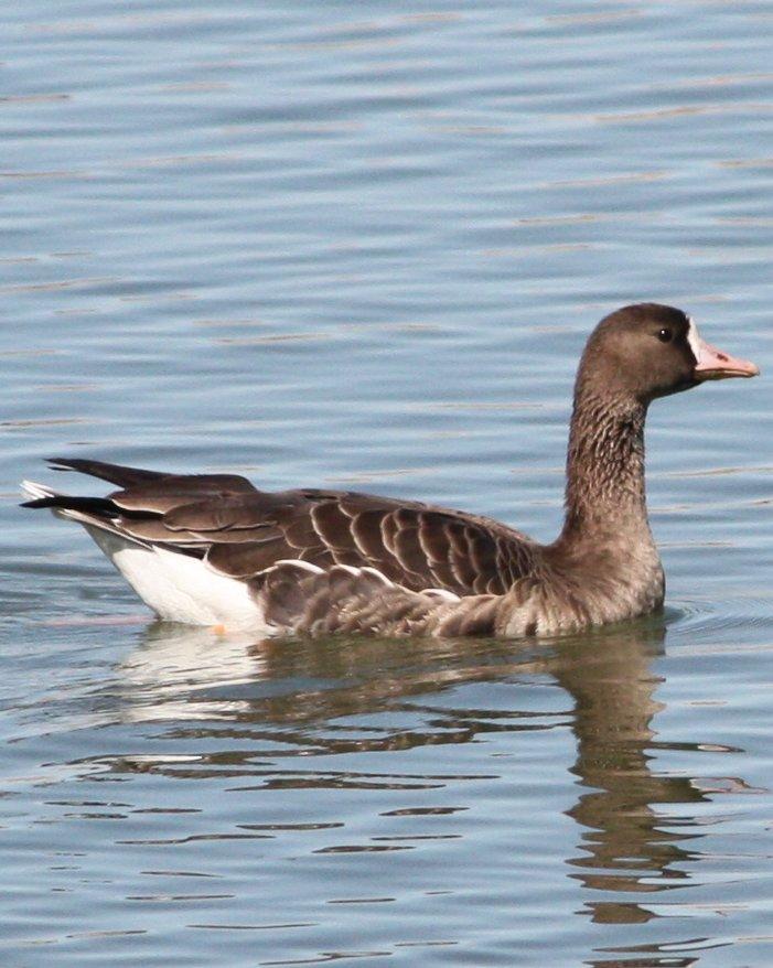 Greater White-fronted Goose Photo by Andrew Core