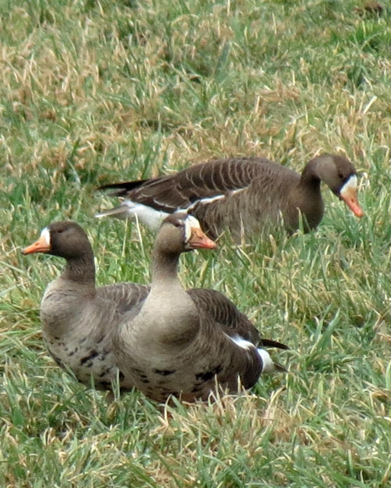 Greater White-fronted Goose Photo by Andrew T. Kinslow