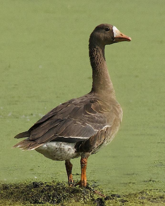 Greater White-fronted Goose Photo by Gerald Hoekstra