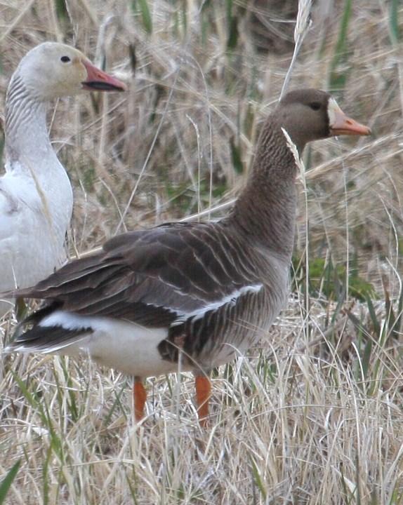 Greater White-fronted Goose Photo by Monte Taylor