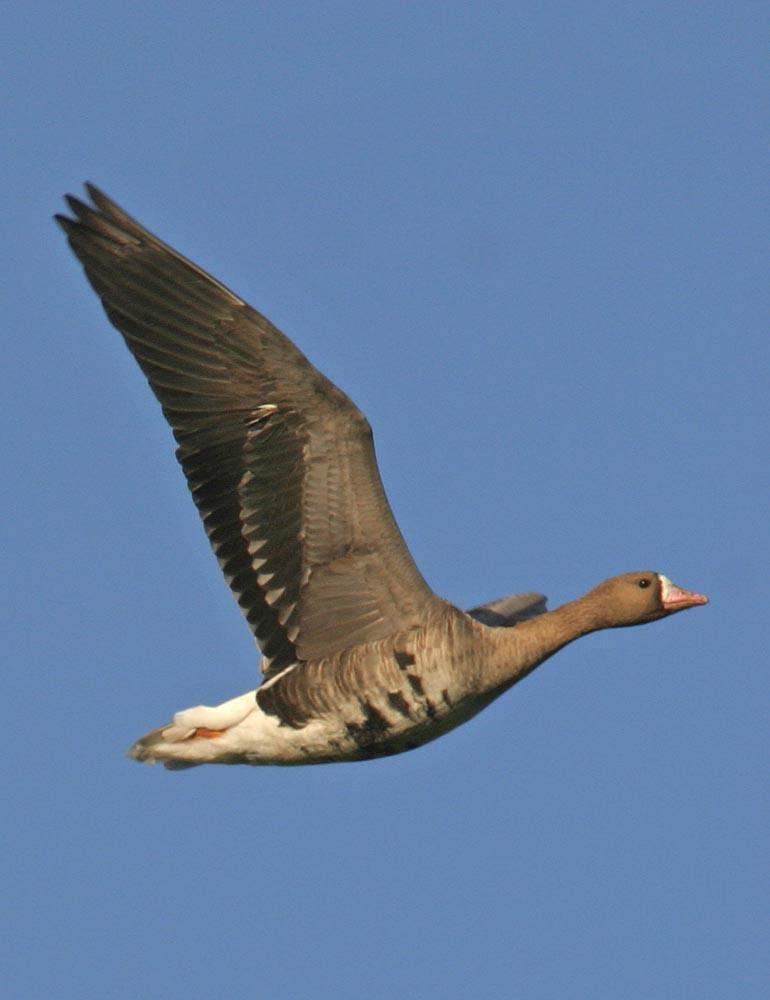 Greater White-fronted Goose Photo by Peter Boesman