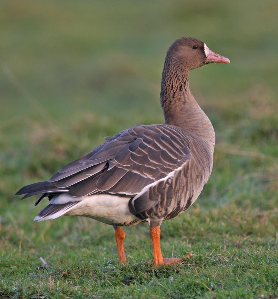 Greater White-fronted Goose Photo by Peter Boesman