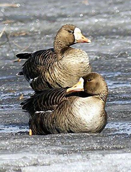 Greater White-fronted Goose Photo by Dan Tallman