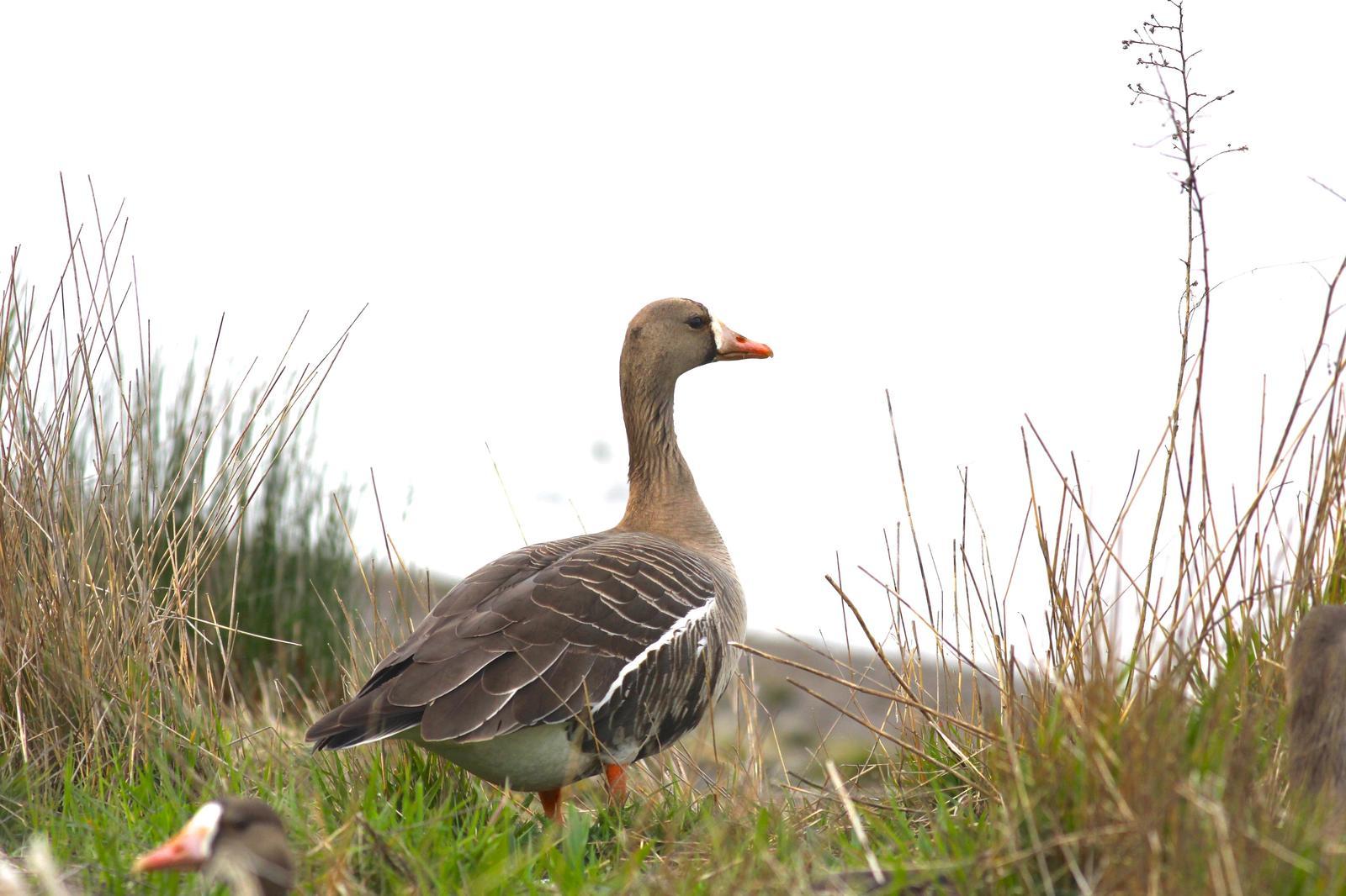 Greater White-fronted Goose Photo by Kathryn Keith