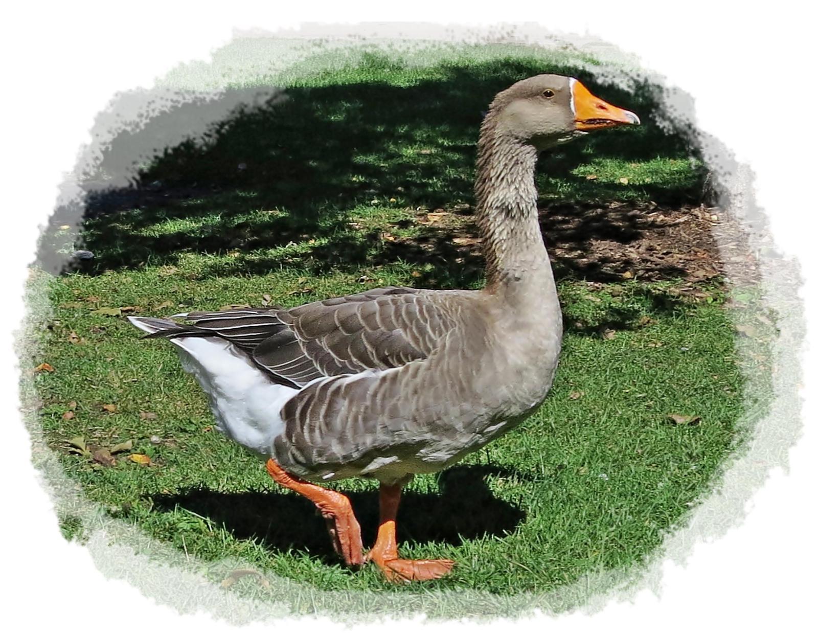 Greater White-fronted Goose Photo by Bob Neugebauer