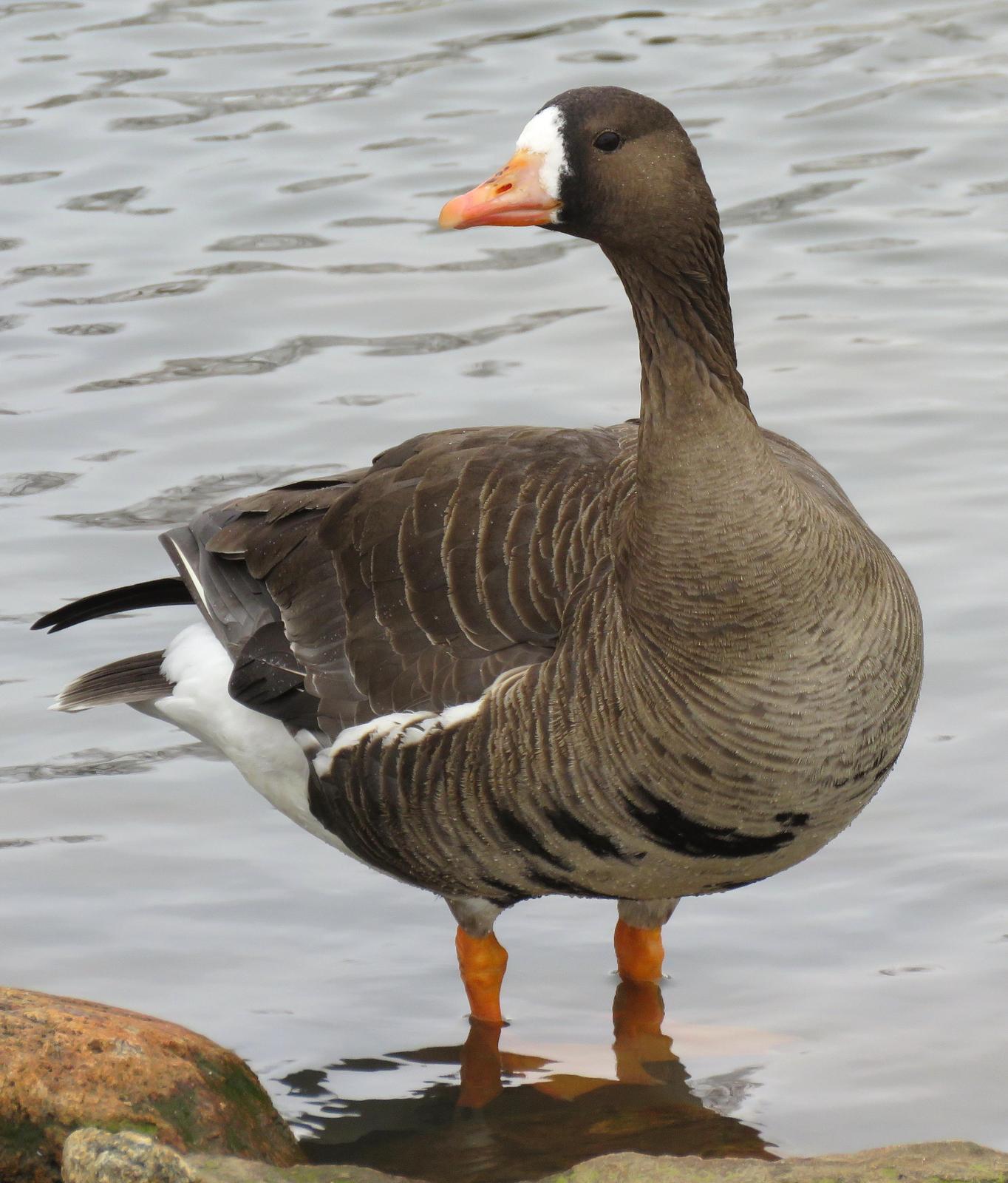 Greater White-fronted Goose Photo by Kent Jensen