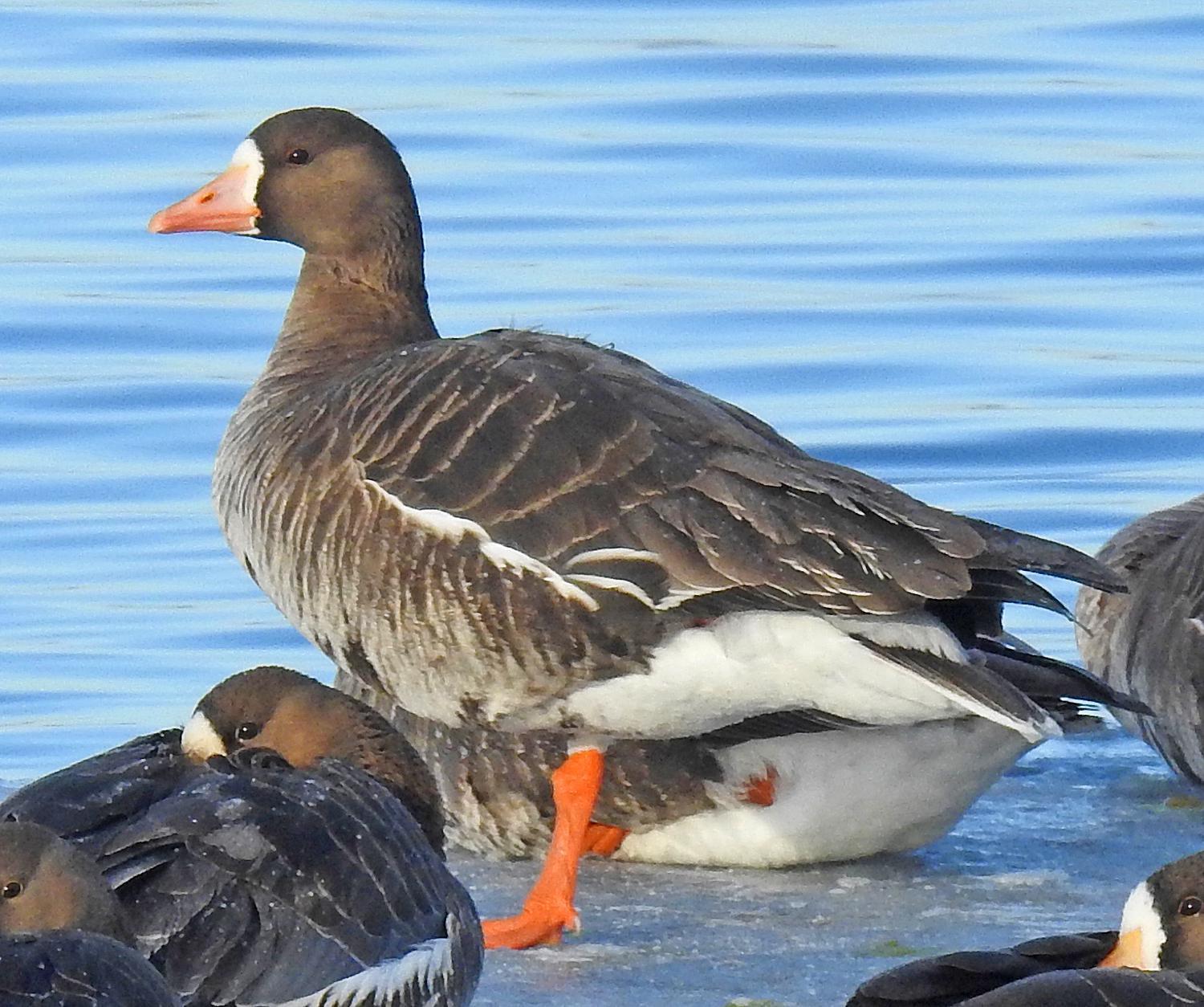 Greater White-fronted Goose Photo by Tom Gannon