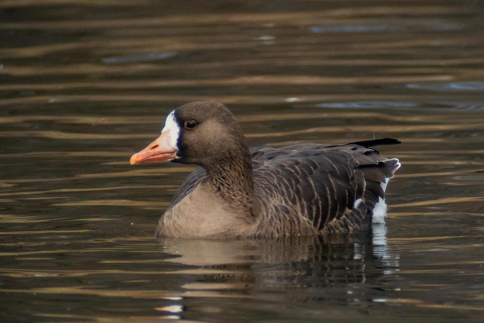 Greater White-fronted Goose Photo by Gerald Hoekstra
