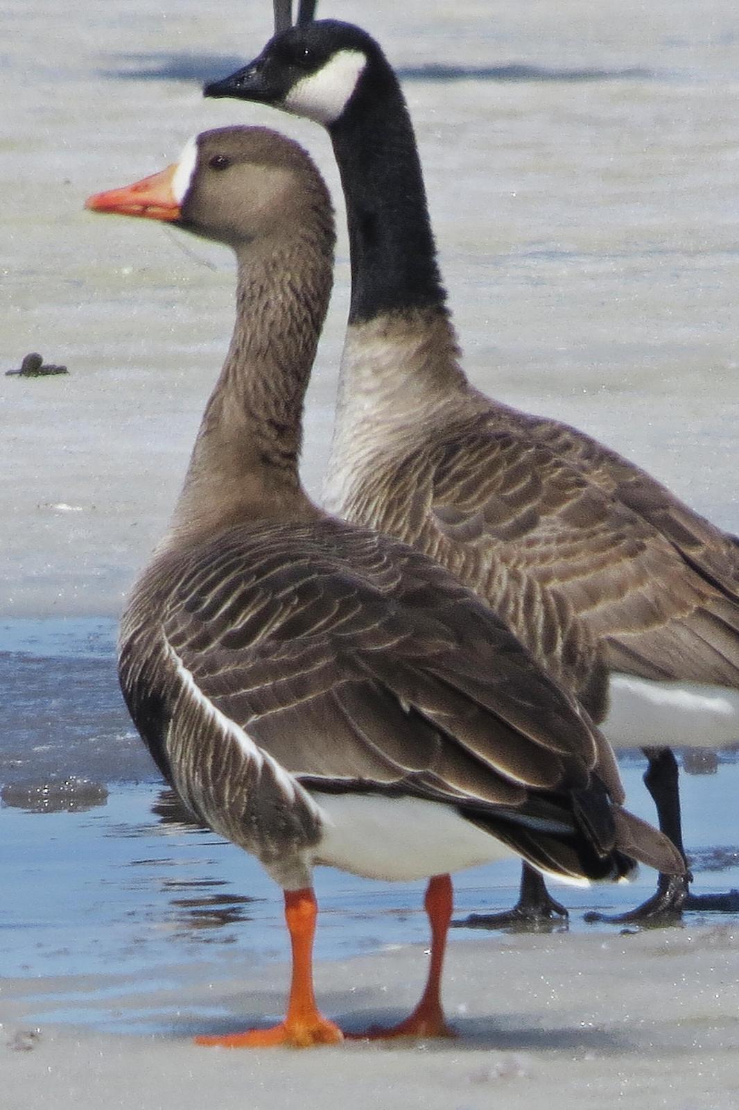 Greater White-fronted Goose Photo by Enid Bachman