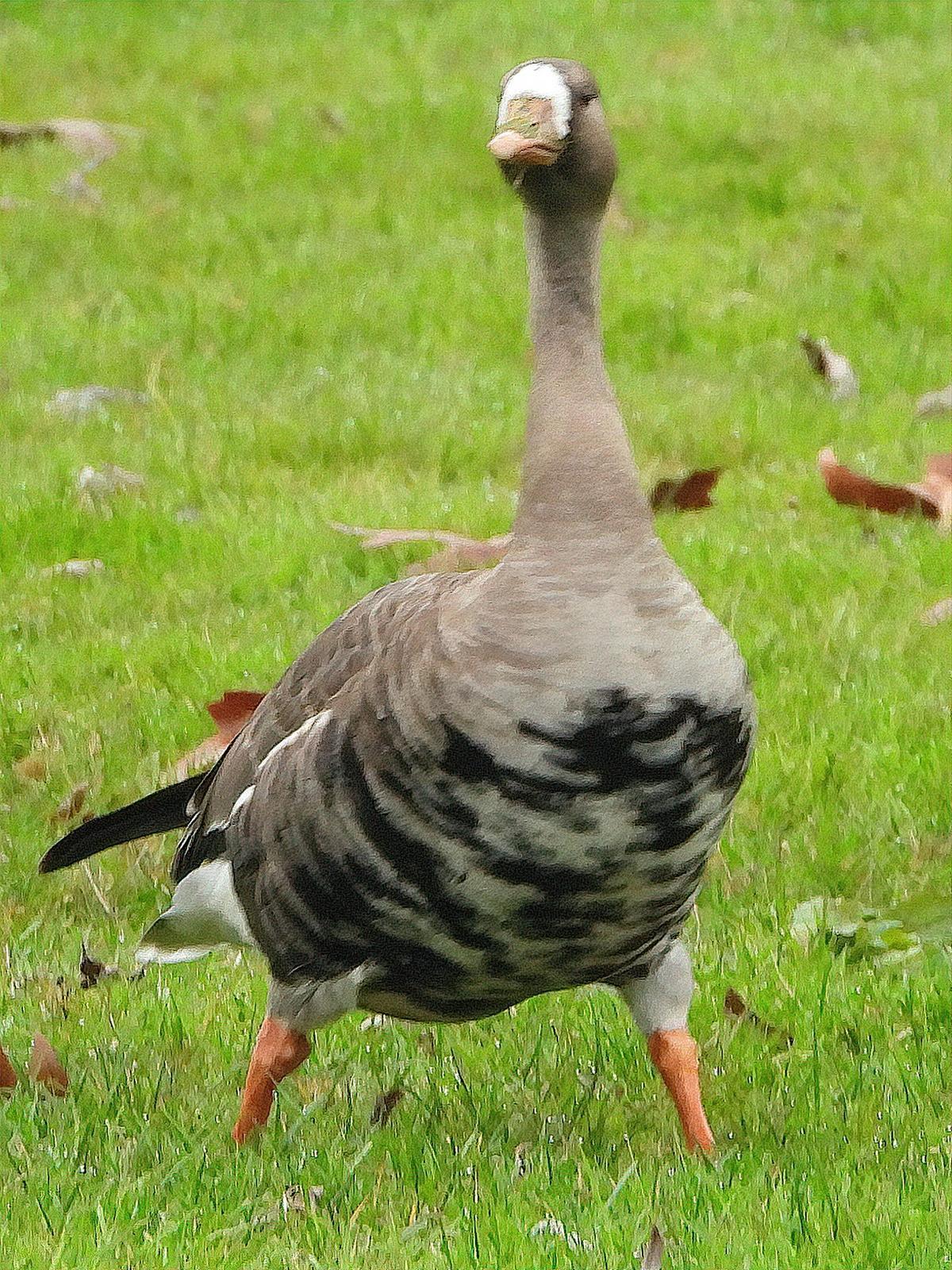 Greater White-fronted Goose Photo by Dan Tallman