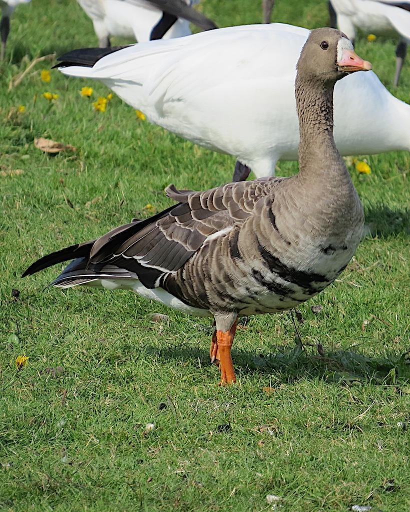 Greater White-fronted Goose (Western) Photo by Brian Avent