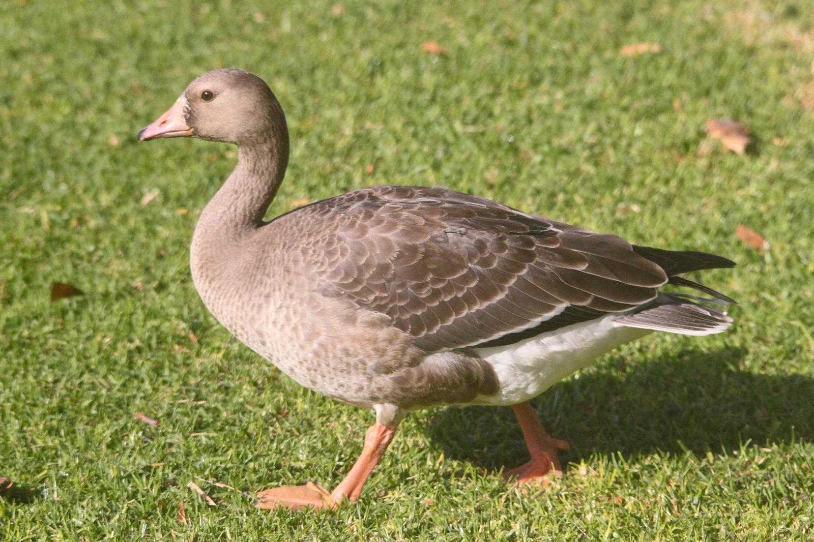Greater White-fronted Goose (Western) Photo by Tom Ford-Hutchinson