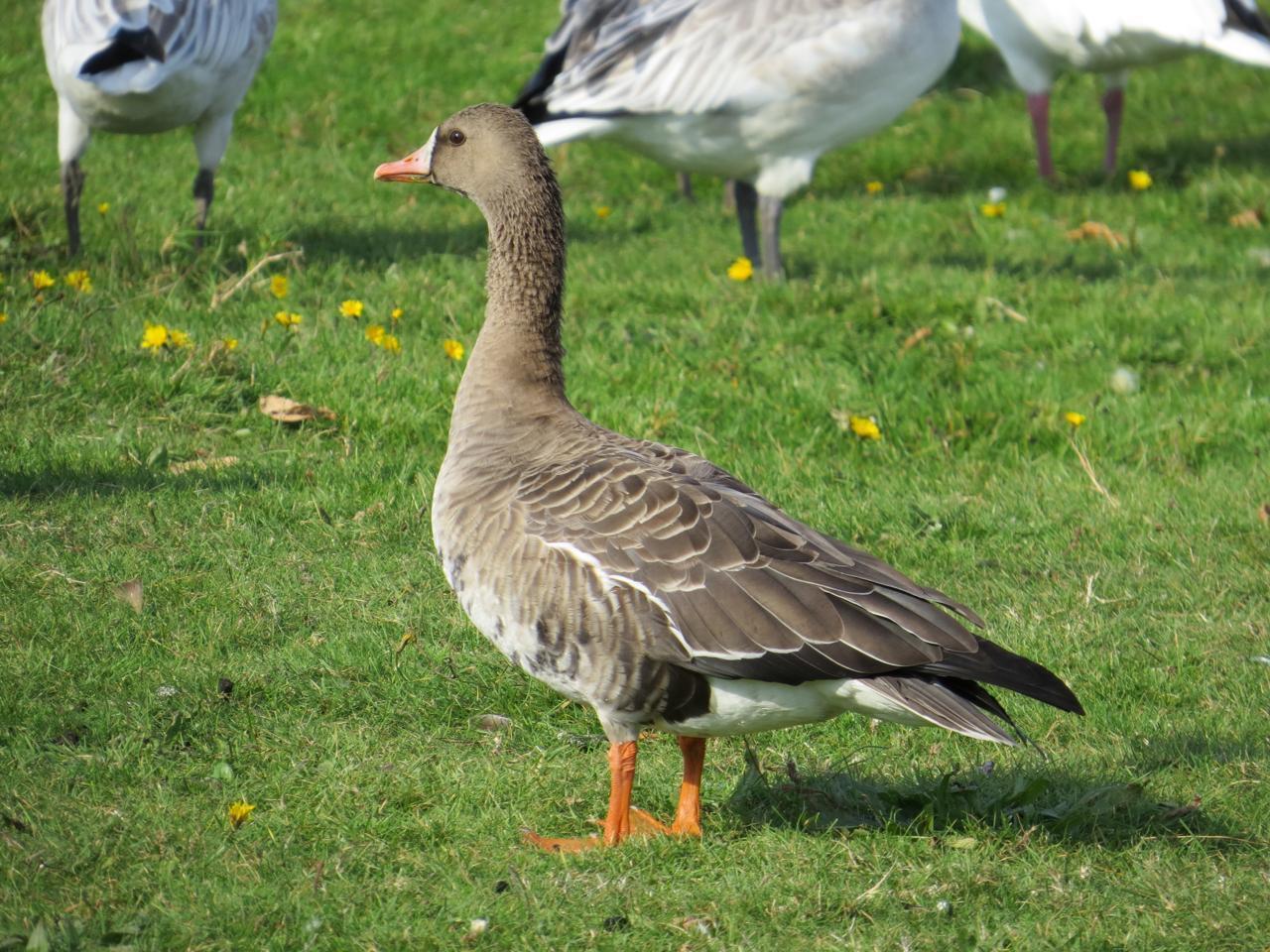 Greater White-fronted Goose (Western) Photo by Brian Avent