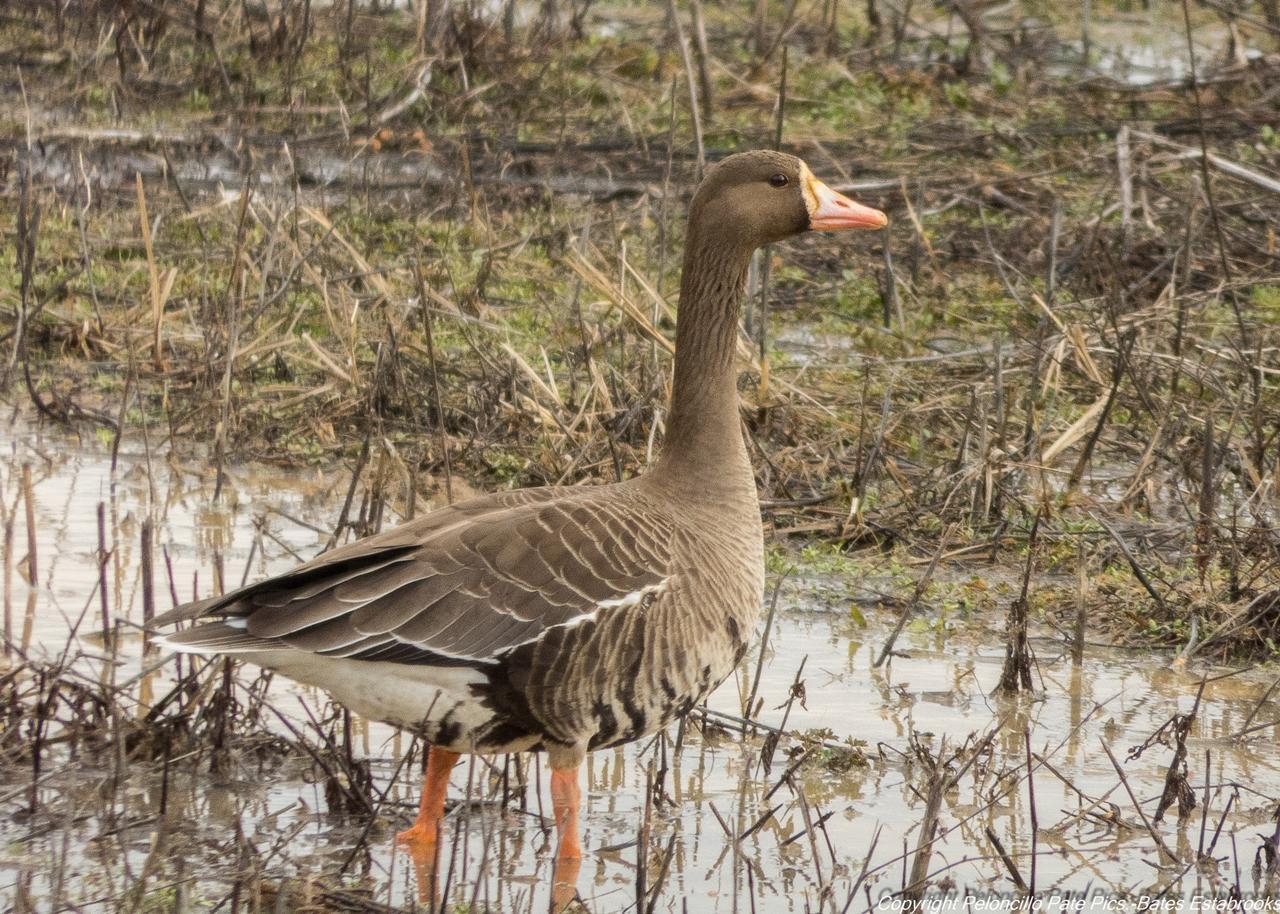 Greater White-fronted Goose (Western) Photo by Bates Estabrooks