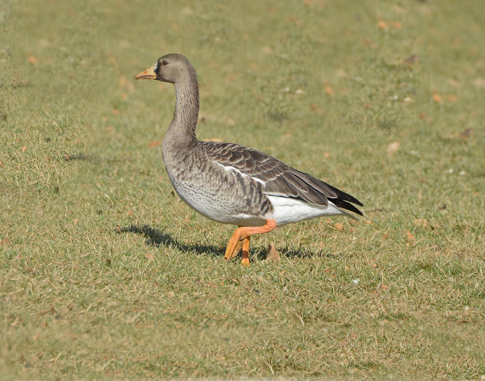 Greater White-fronted Goose (Western) Photo by Steven Mlodinow