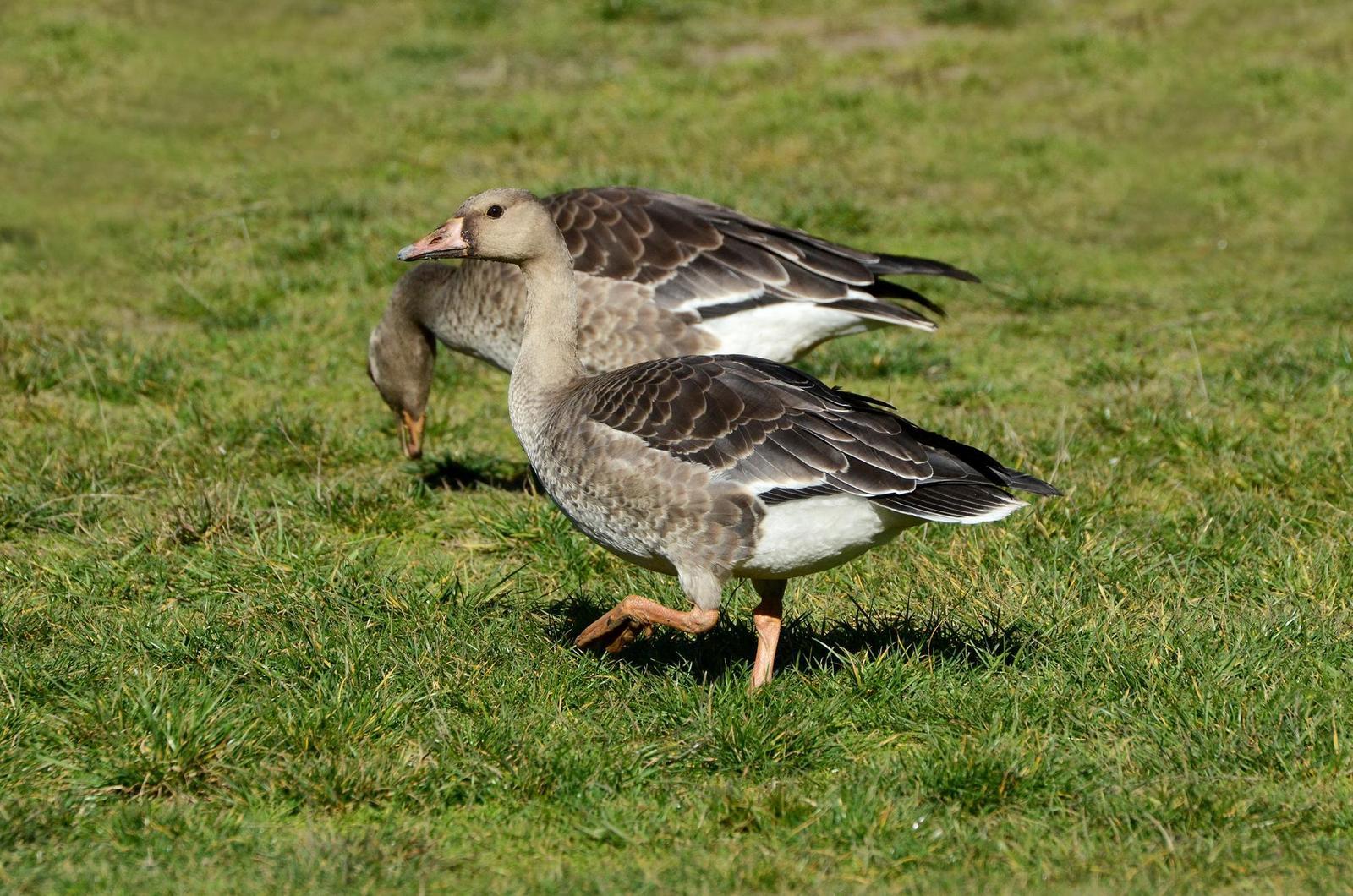 Greater White-fronted Goose (Western) Photo by Steven Mlodinow
