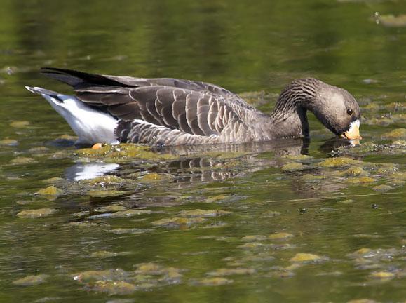 Greater White-fronted Goose (Western) Photo by Dan Tallman