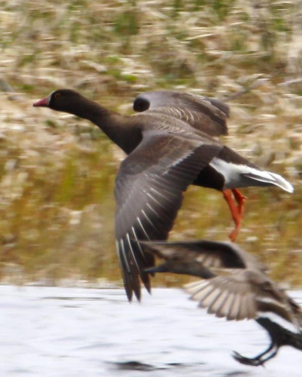 Lesser White-fronted Goose Photo by Monte Taylor