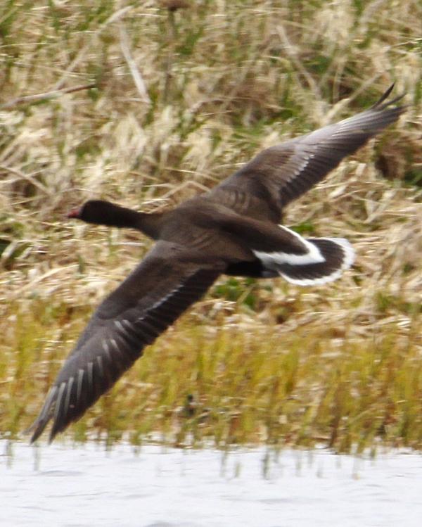 Lesser White-fronted Goose Photo by Monte Taylor