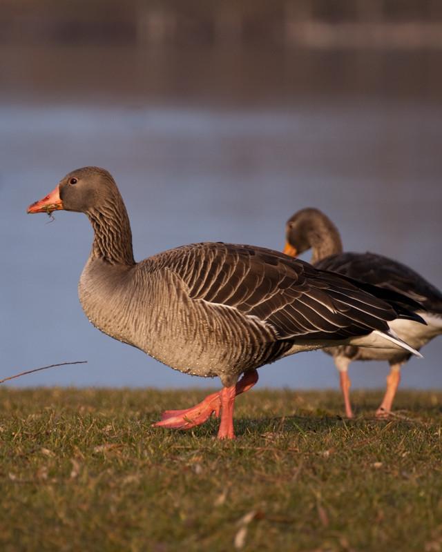 Graylag Goose Photo by Natalie Raeber