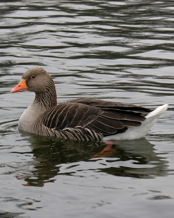 Graylag Goose Photo by Sean Fitzgerald