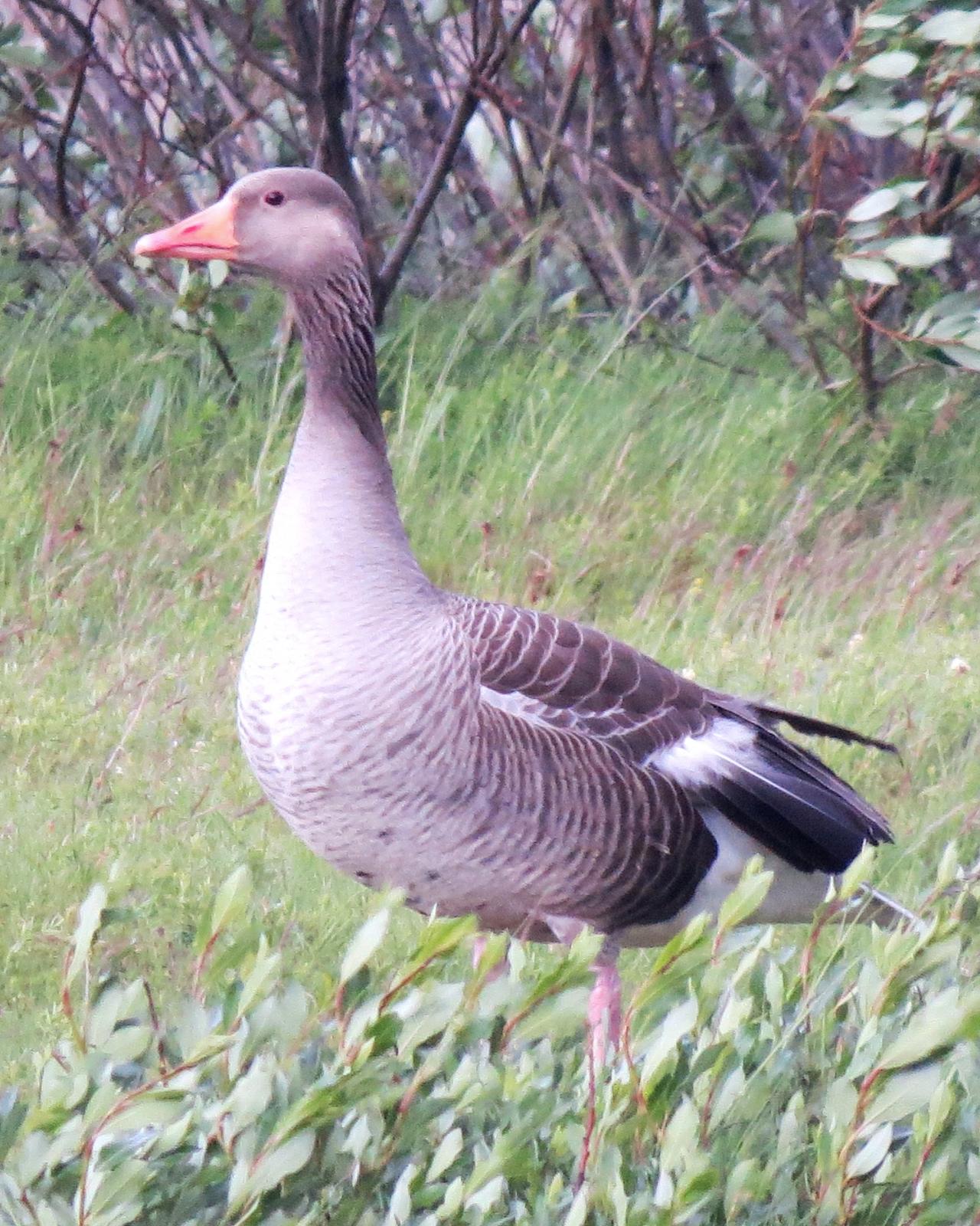 Graylag Goose Photo by Robin Barker