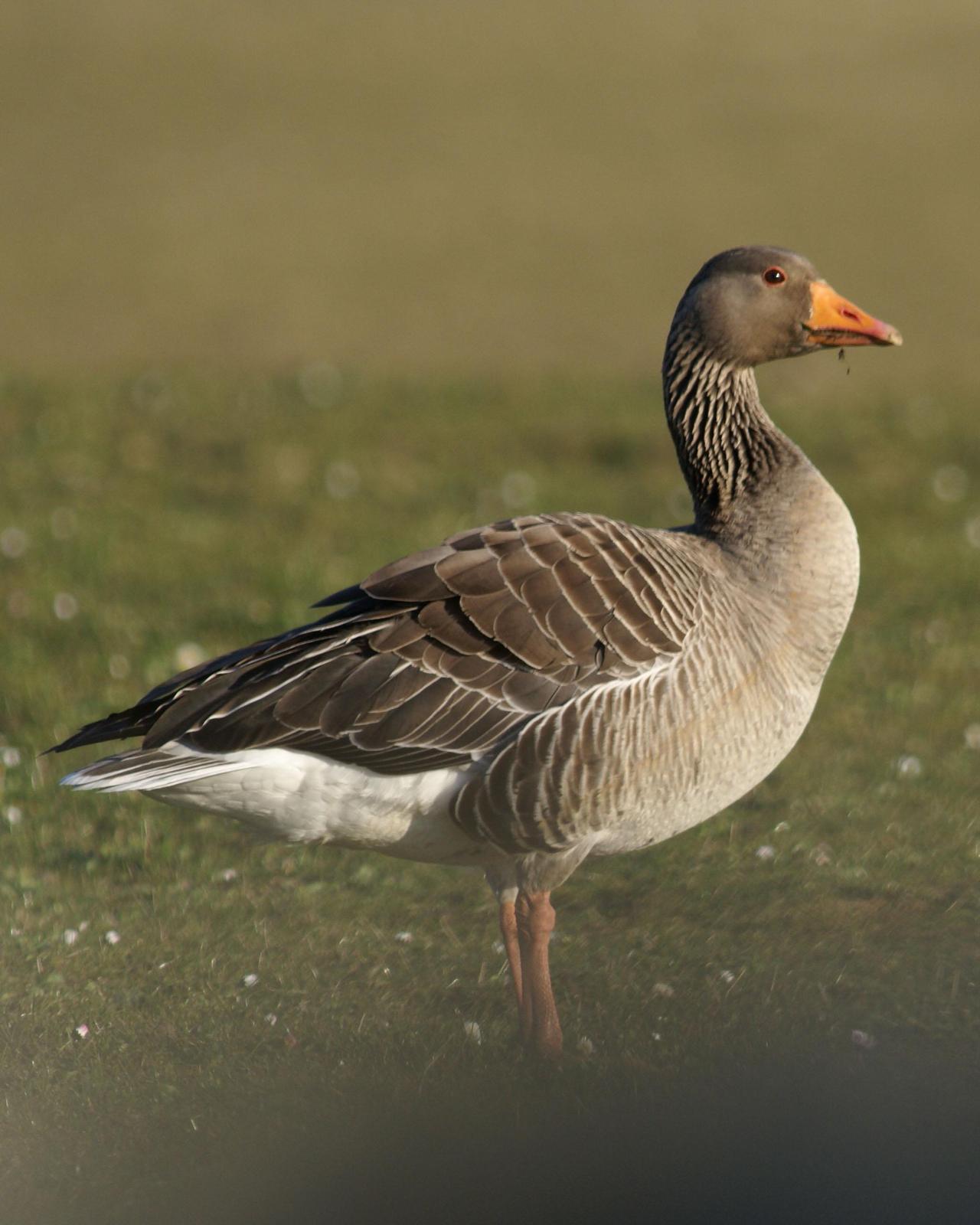 Graylag Goose Photo by Steve Percival