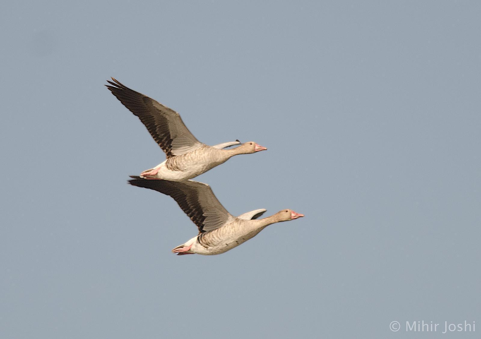 Graylag Goose Photo by Mihir Joshi