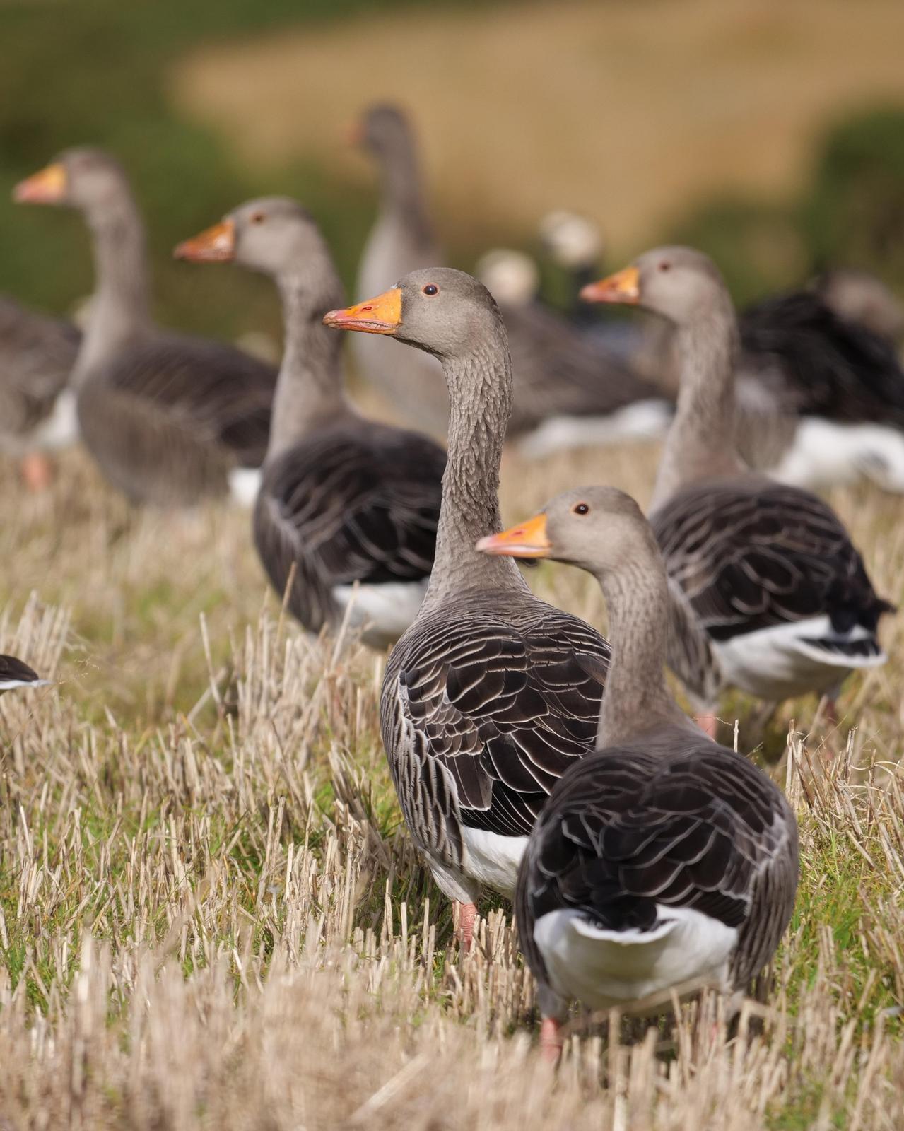 Graylag Goose Photo by Steve Percival