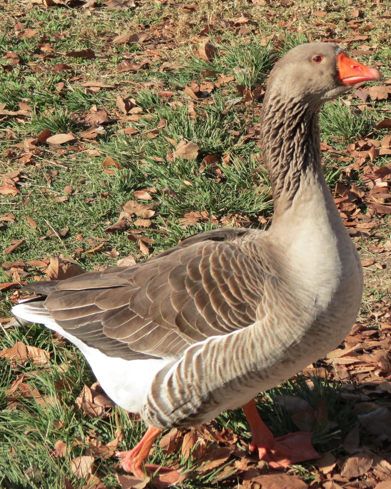 Graylag Goose (Domestic type) Photo by David Bell