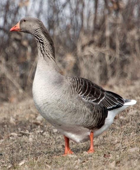 Graylag Goose (Domestic type) Photo by Dan Tallman