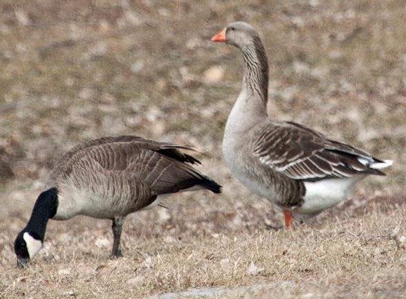 Graylag Goose (Domestic type) Photo by Dan Tallman