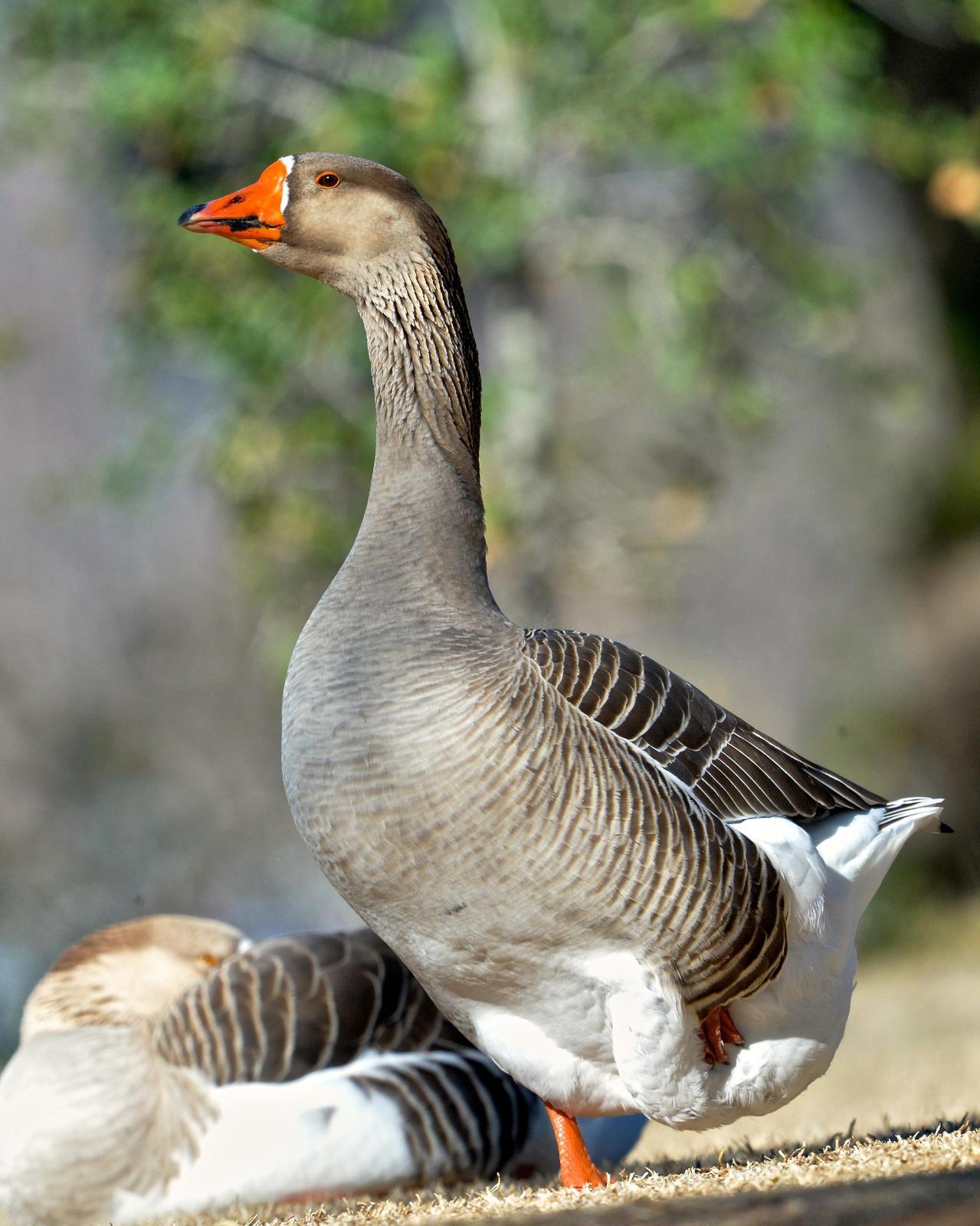 Graylag Goose (Domestic type) Photo by Gerald Friesen