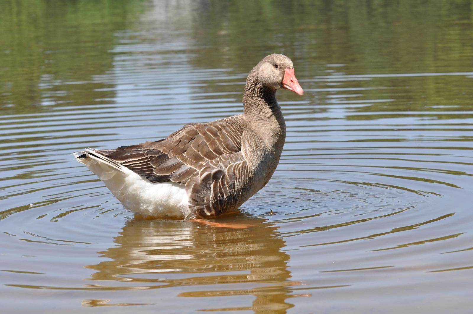 Graylag Goose (Domestic type) Photo by Ashley Grubstein