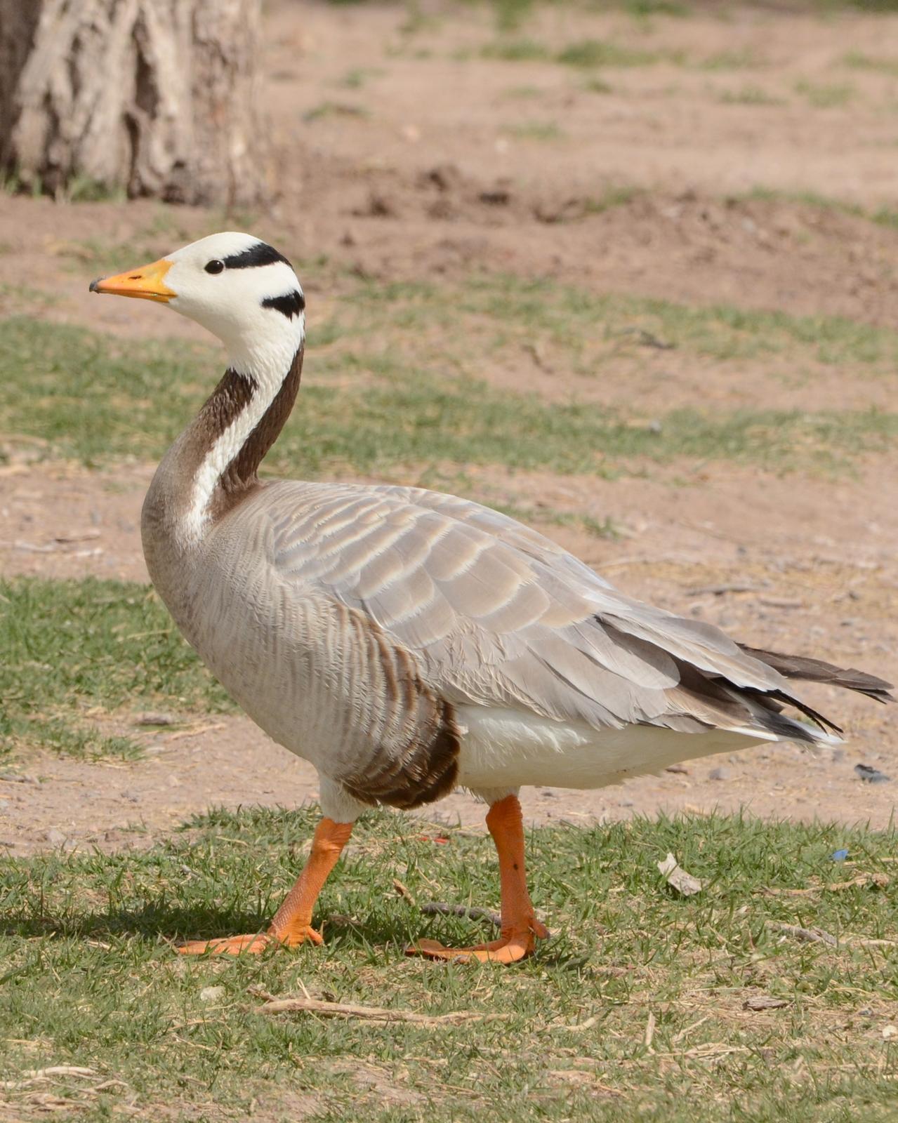 Bar-headed Goose Photo by Dan Belcher