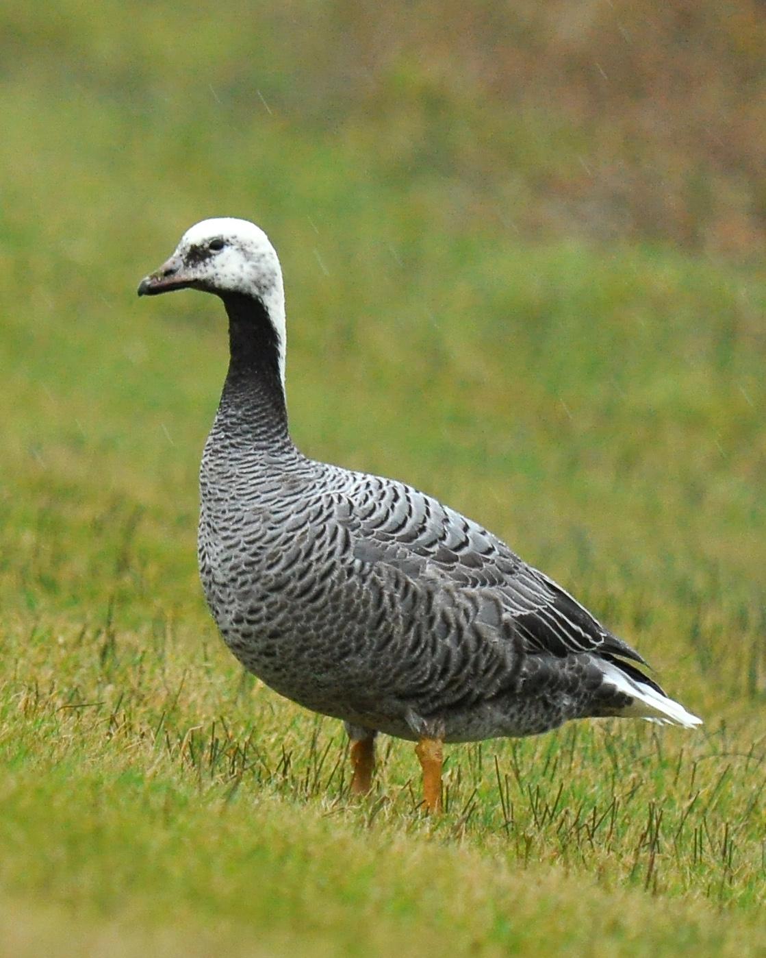 Emperor Goose Photo by Ryan P. O'Donnell