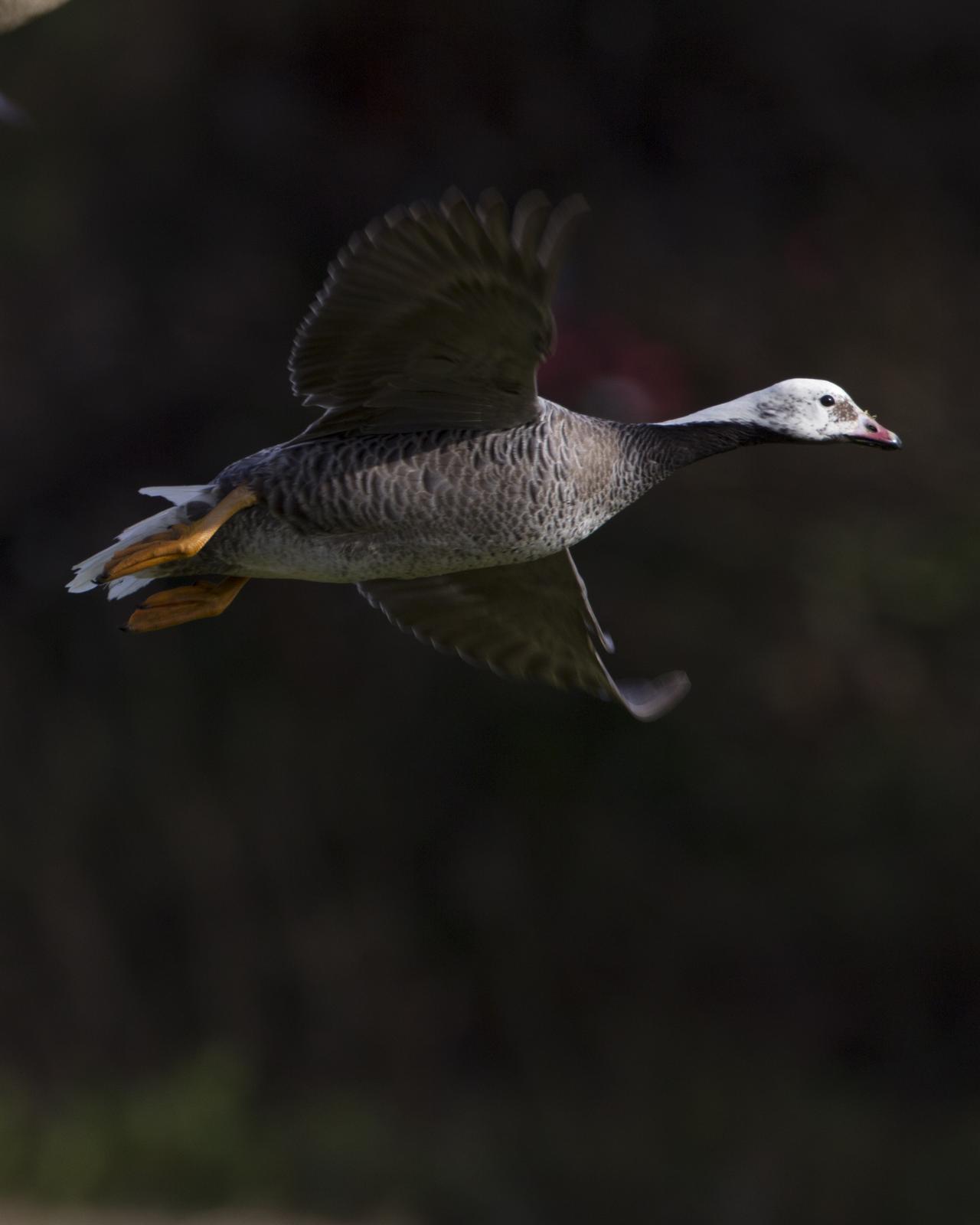 Emperor Goose Photo by Jeff Moore