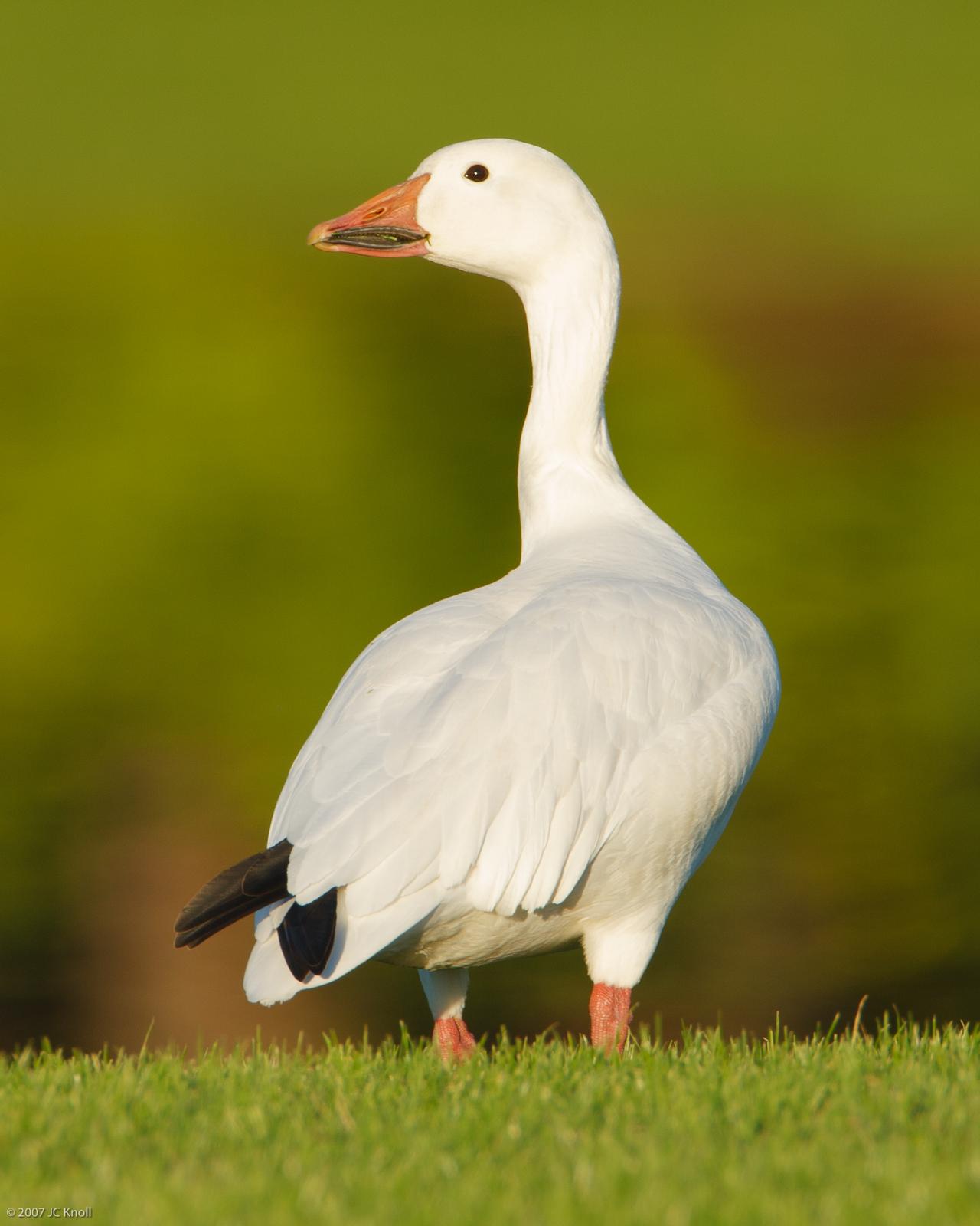 Snow Goose Photo by JC Knoll