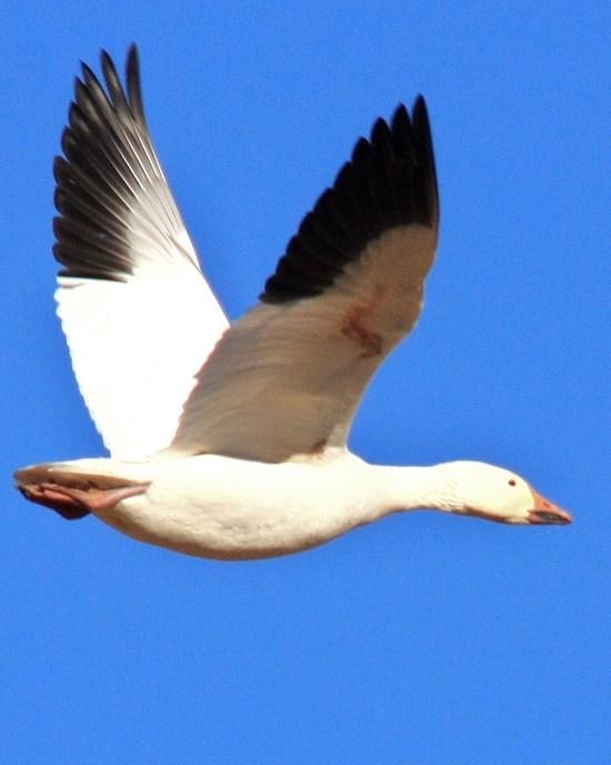 Snow Goose Photo by Monte Taylor