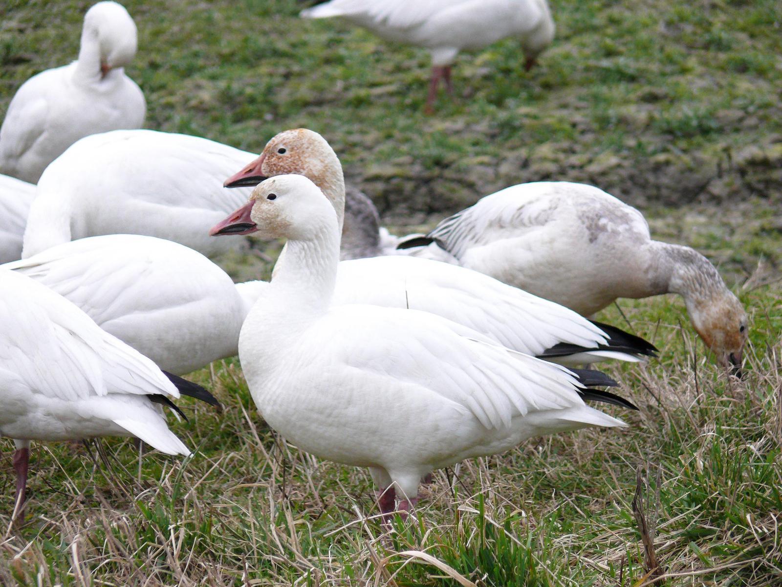 Snow Goose Photo by Steven Mlodinow