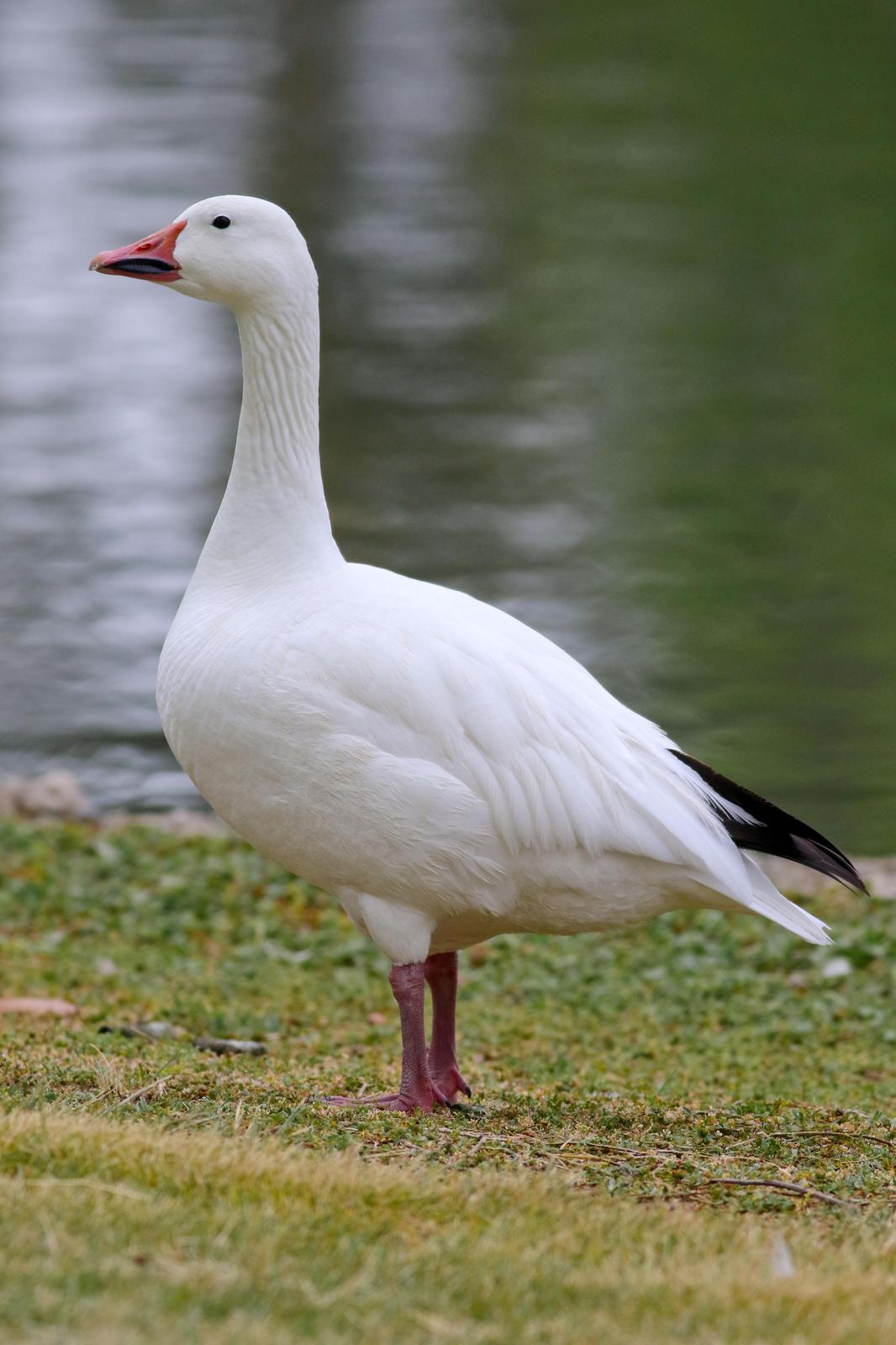 Snow Goose Photo by Tom Ford-Hutchinson
