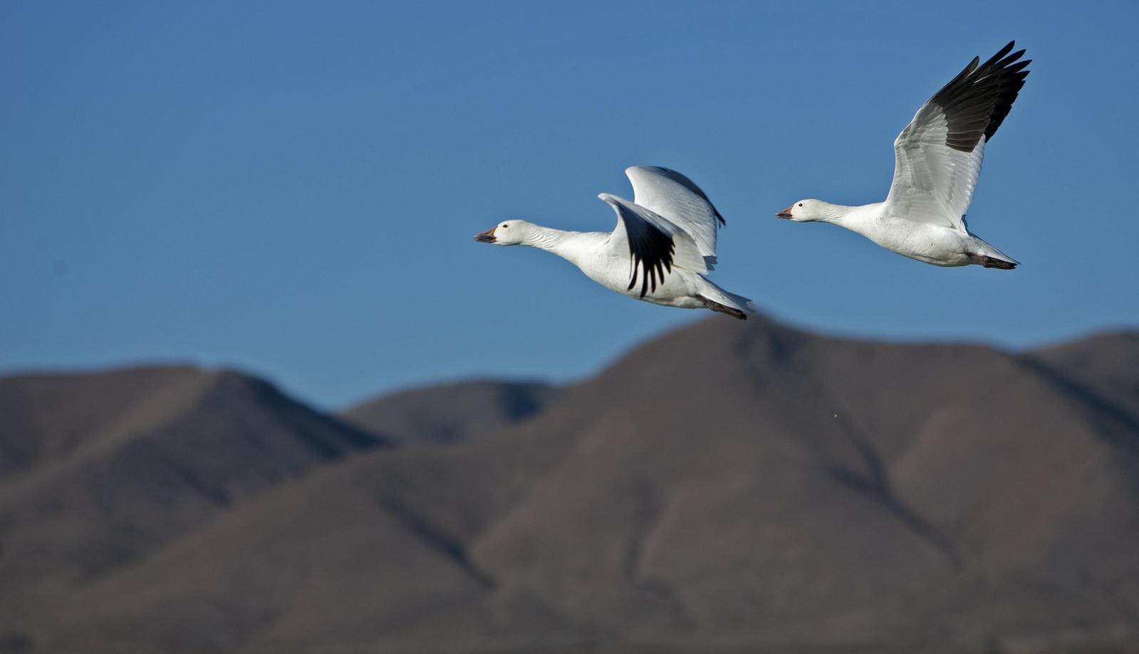 Snow Goose Photo by dominic hall
