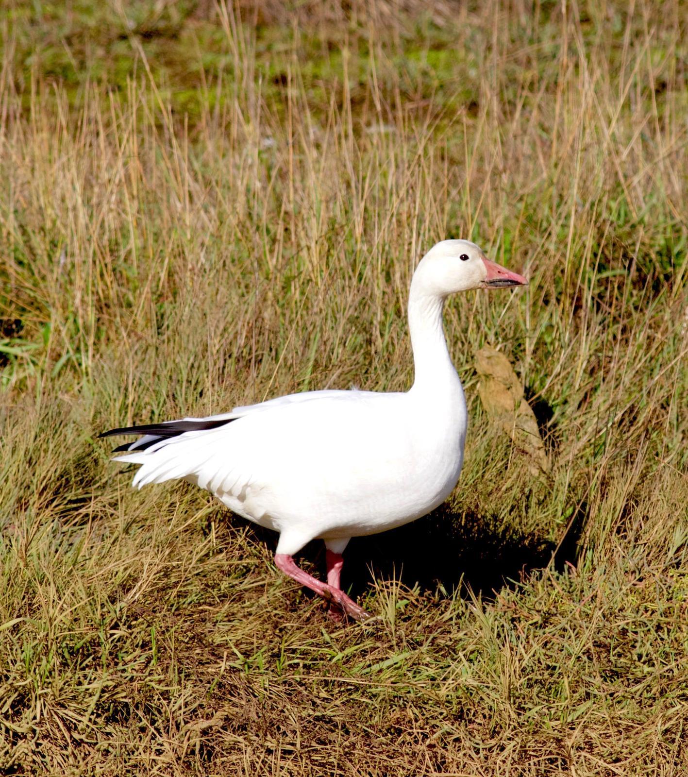 Snow Goose Photo by Kathryn Keith