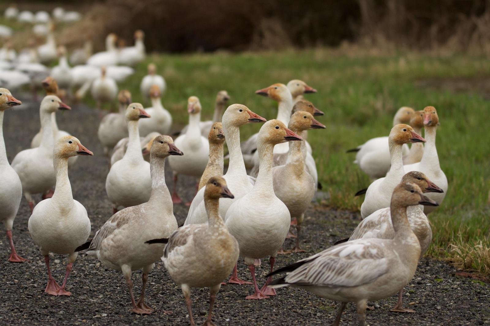 Snow Goose Photo by Brian Avent
