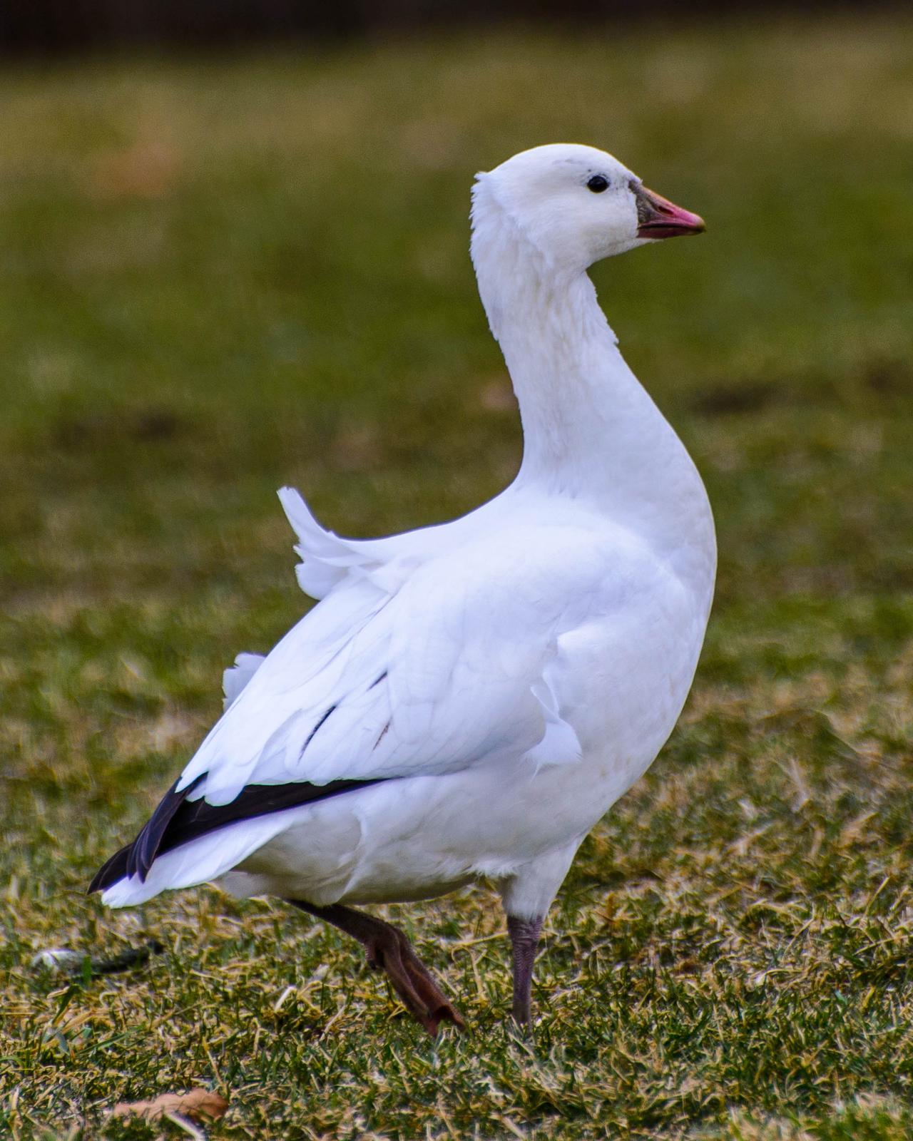 Ross's Goose Photo by Bradley Paskievitch